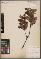 Foto von Salix aurita L.